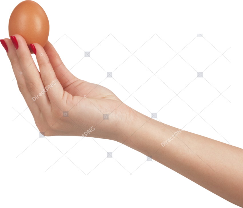 Hand Holding an Egg PNG