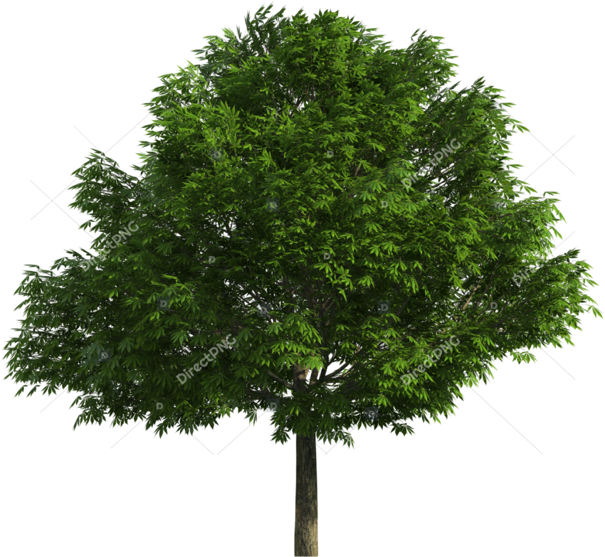 Realistic Tree Png Clip Art Realistic Tree Png
