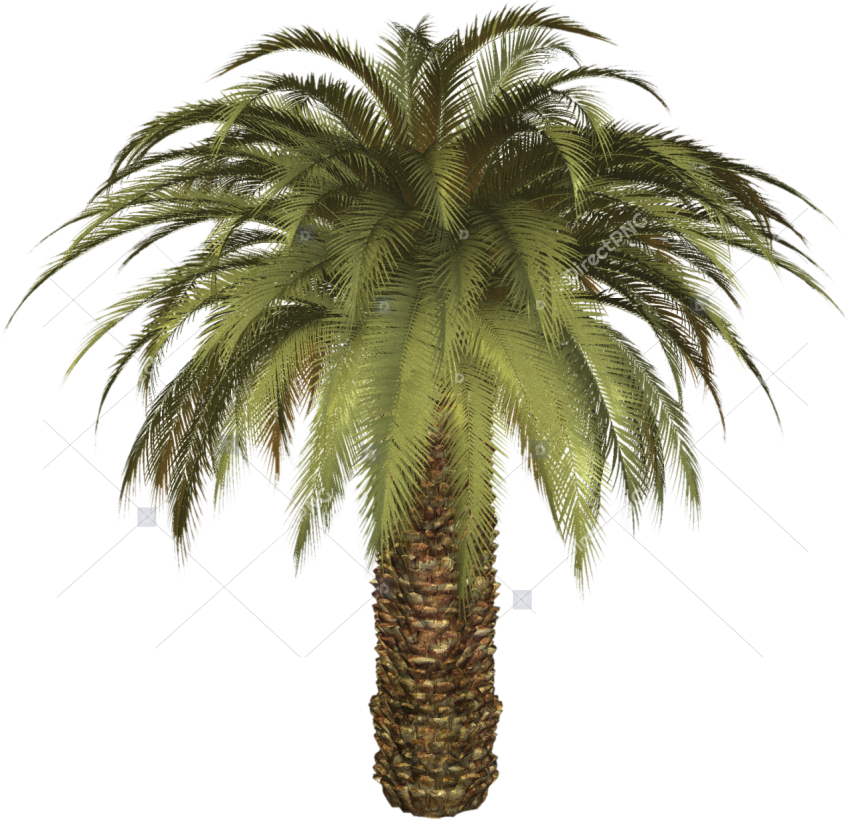 Coconut Tree PNG Transparent Background