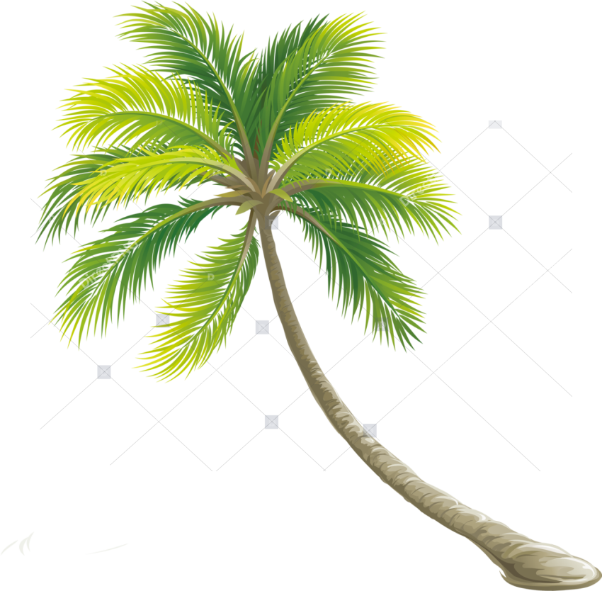 Tree Color Shrub Transparent Background Palm Tree Png