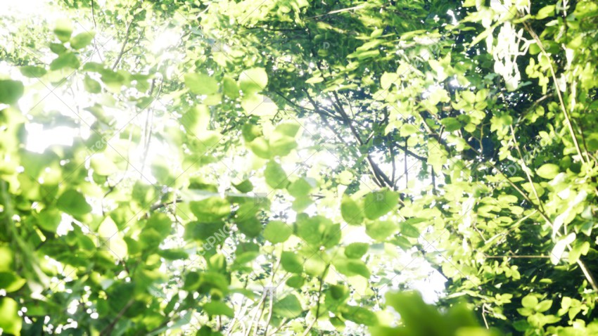 Green Trees in Forest