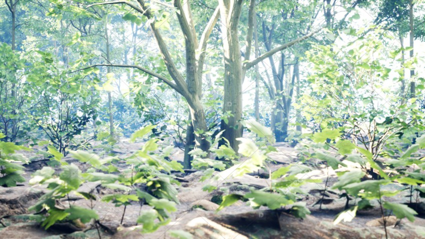 Green Trees in Forest