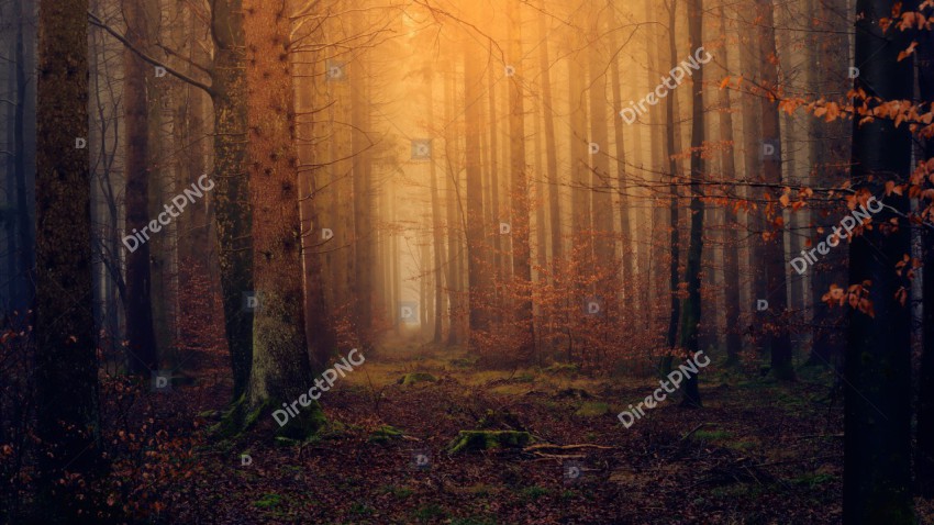 Forest, Wallpaper hd, Twilight image