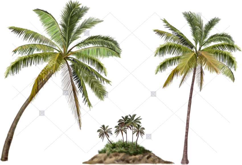 Tropical Palms with Sunset Sky PNG Transparent