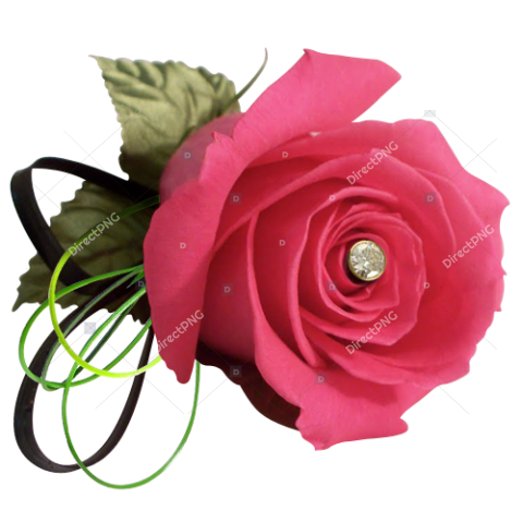 Bright Pink Rose with Green Leaves PNG