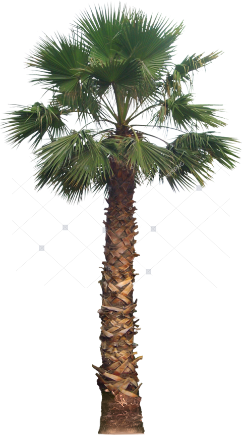Palm Tree Png Free Download Fan Palm Tree Png