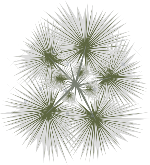 Transparent Tree Png Plan View Tree Png Top View