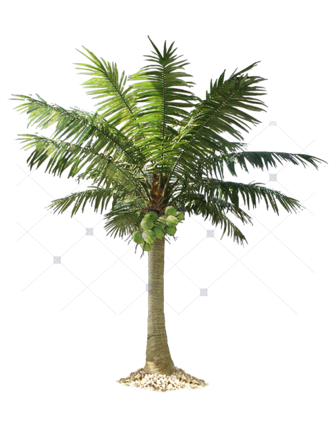 Tropical Coconut Palm Tree PNG Transparent Background