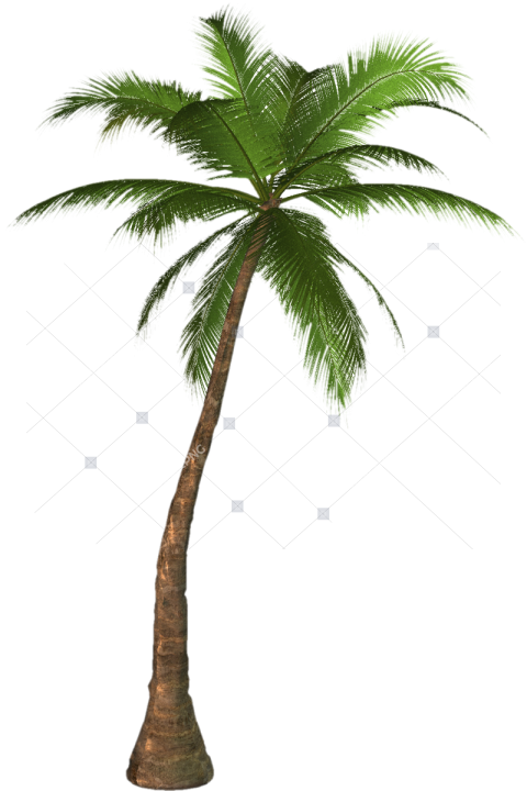 Palm Tree Png Palm Tree Transparent