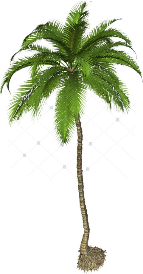 Palm Tree Png Transparent Palm Tree High Resolution