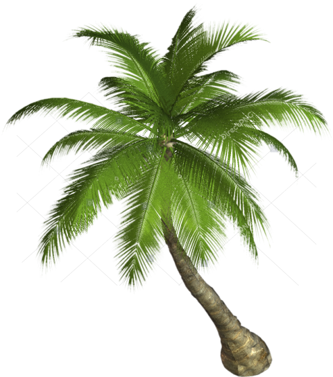 Exotic Palm PNG Transparent Image