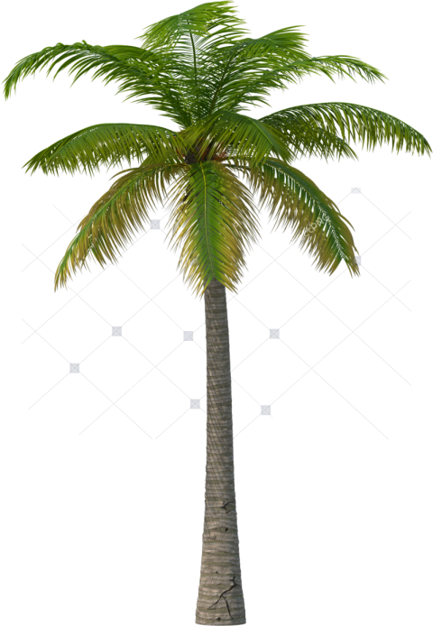 Tall Palm Tree PNG Clipart Isolated