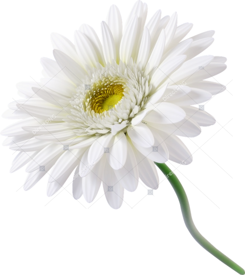 White Daisy Flower PNG