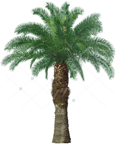 Palm Silhouette PNG Clipart Black Isolated