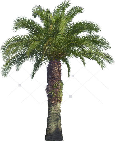 Island Coconut Palms with Hammock PNG Clipart