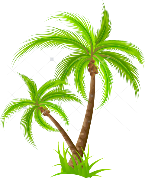 Lush Tropical Palm PNG Cutout