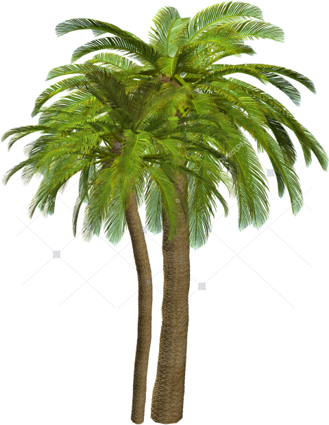 Double Palm Tree PNG Transparent Background