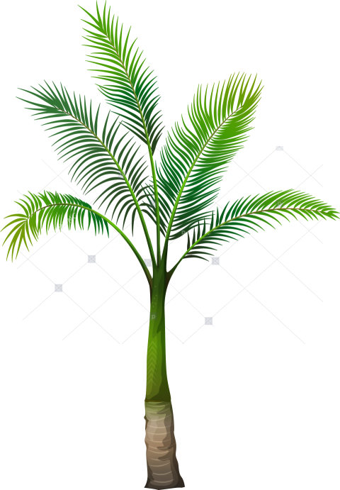 Palm Tree Transparent Png Palm Tree Png Free Download