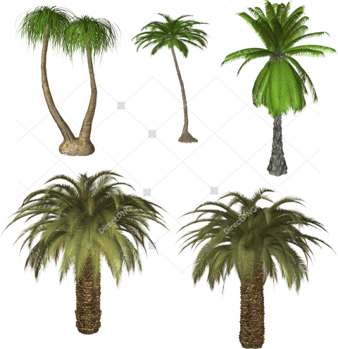 Realistic Tall Coconut Palm PNG Transparent