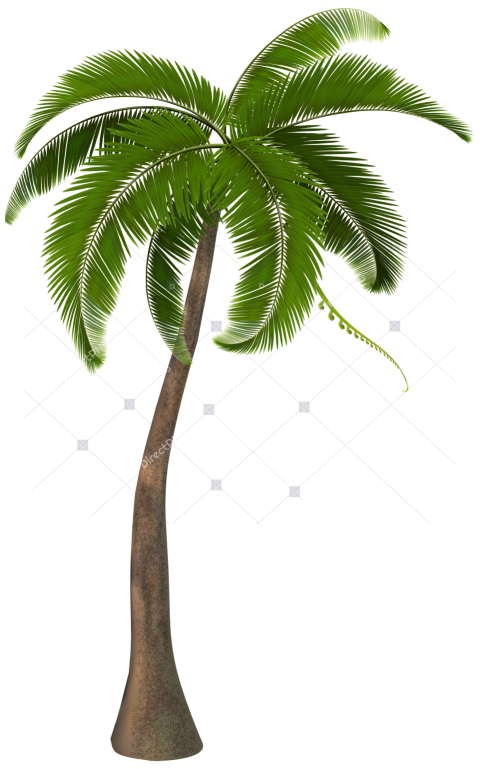 Coconut Palm Tree PNG Illustration Isolated