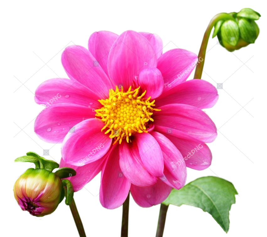 Pink Gerbera Daisy PNG