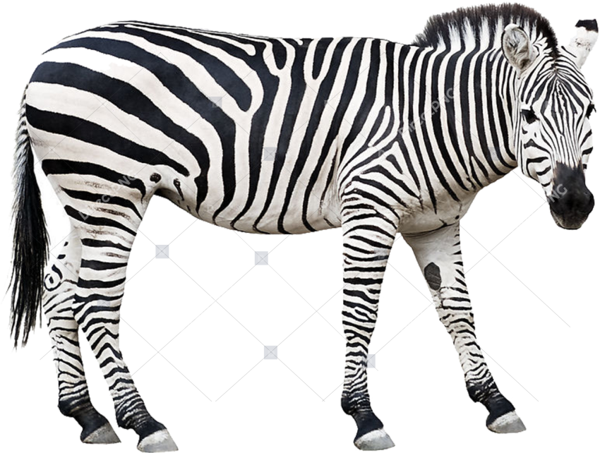 Clipart Duck Black And White Wild Animals Clipart Black And White