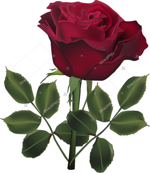 Transparent Dark Rose Png Rose Flower Beautiful Rose Photo Download