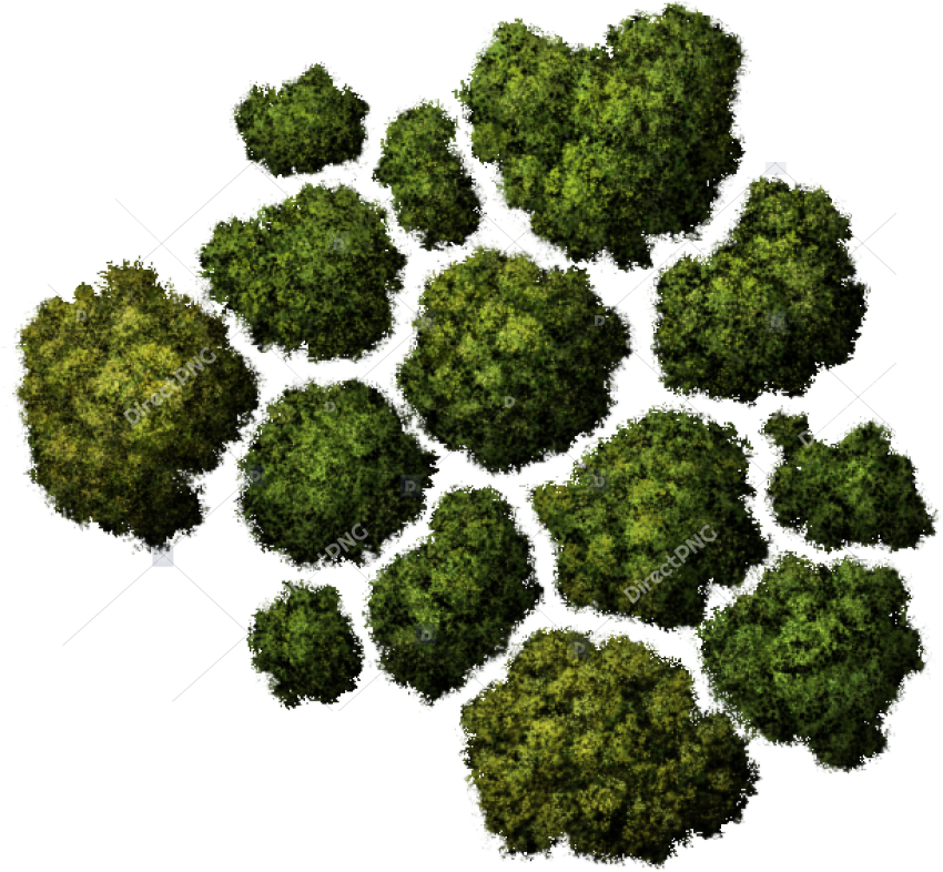 Tree Top View Png File, Transparent Png