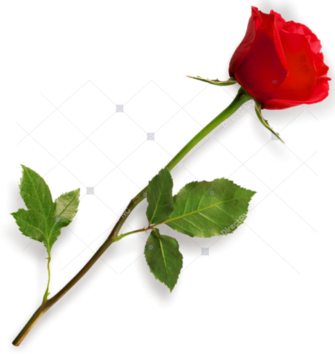 Rose Flower Rose