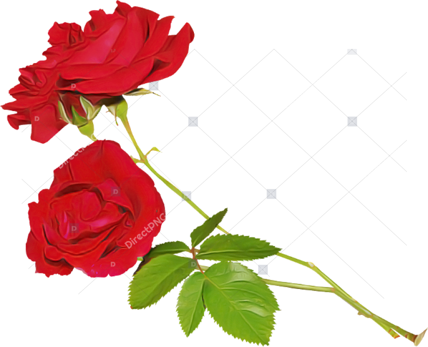 Flower Garden roses