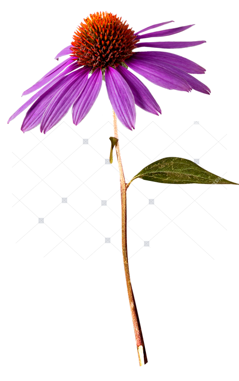 Purple Flower with Stem PNG