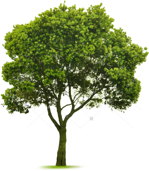 Transparent Elm Tree Png Cut Out Tree Photoshop