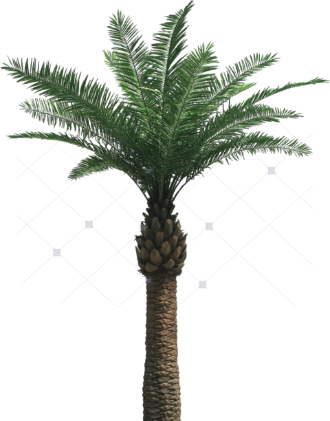 Palm Tree Png Oil Palm Tree Png