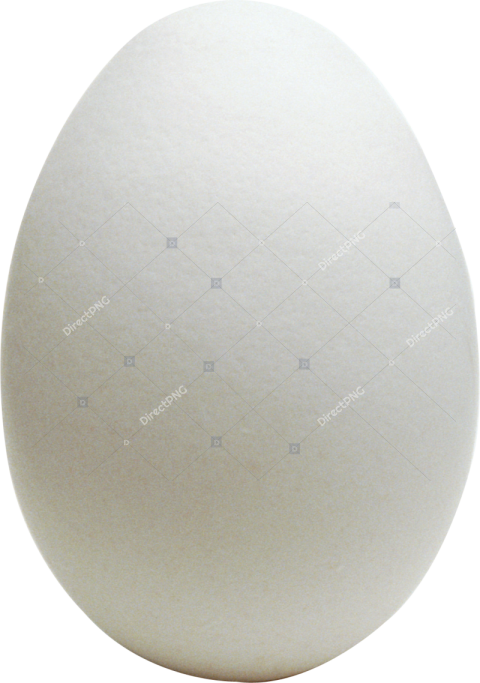 Single Egg Close up PNG