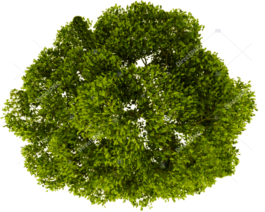 Transparent Grass Background Png Trees Top View Png