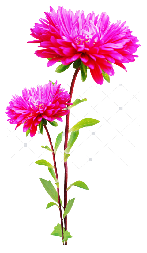 Bright Pink Dahlia PNG