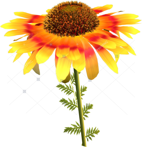 Sunflower with Leaves PNG