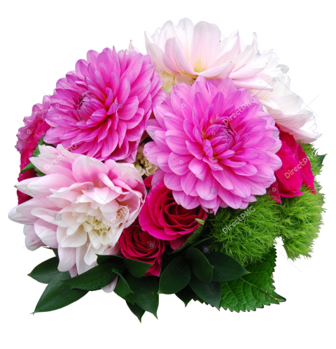Pink Chrysanthemum PNG
